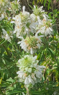 Lemon Beebalm Seeds - 100++ Organic Lemon Mint/Horsemint/Bergamot - Monarda citriodora Medicinal Herb