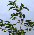 Sugar Cane Jujube Tree Cutting 8" Thin Graft Scion - Ziziphus jujuba (No Root)