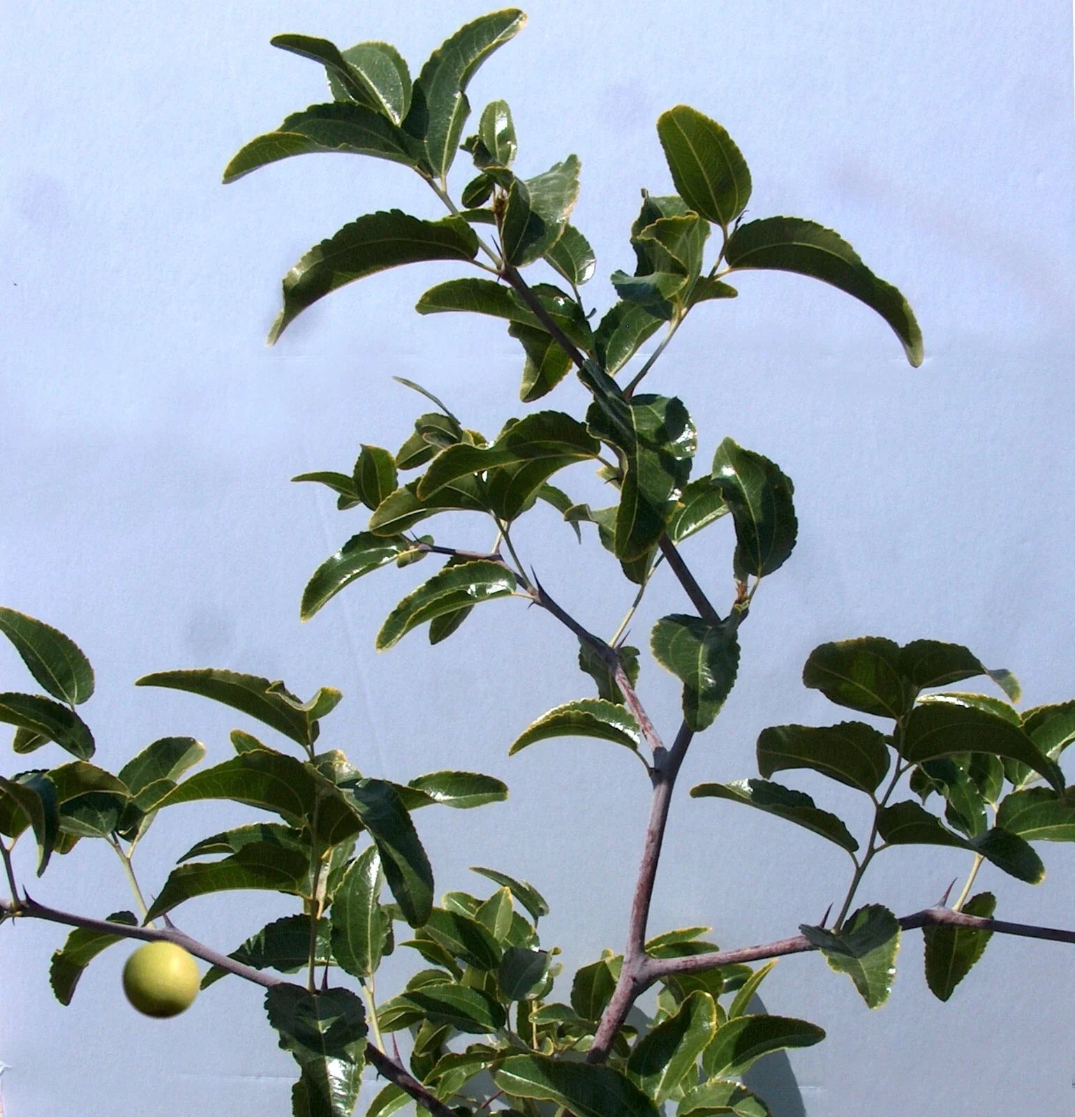 Sugar Cane Jujube Tree Cutting 8" Thin Graft Scion - Ziziphus jujuba (No Root)