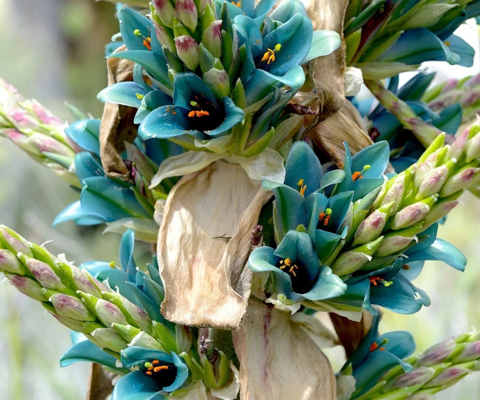 Sapphire Tower Seeds - 10 Pack for Planting, Rare Exotic Bonsai, Puya alpestris