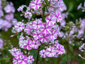 Natascha Phlox Seeds - 100+ Pack - Vibrant Garden Flowers - Phlox paniculata - USA Grown, Free Shipping
