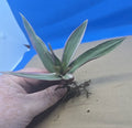 Variegated Oyster Plant 4" Tradescantia spathacea tricolor Rhoeo 'Tricolor' - Colorful Indoor Houseplant