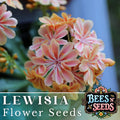 Sunset Lewisia Seeds - 35 or 100 Non-GMO Flower Seeds - Lewisia cotyledon - Colorful Garden Blooms