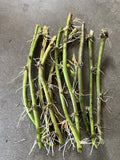 Rooted Sweet Potato Vine Cuttings - 10 Pack - Ipomoea batatas