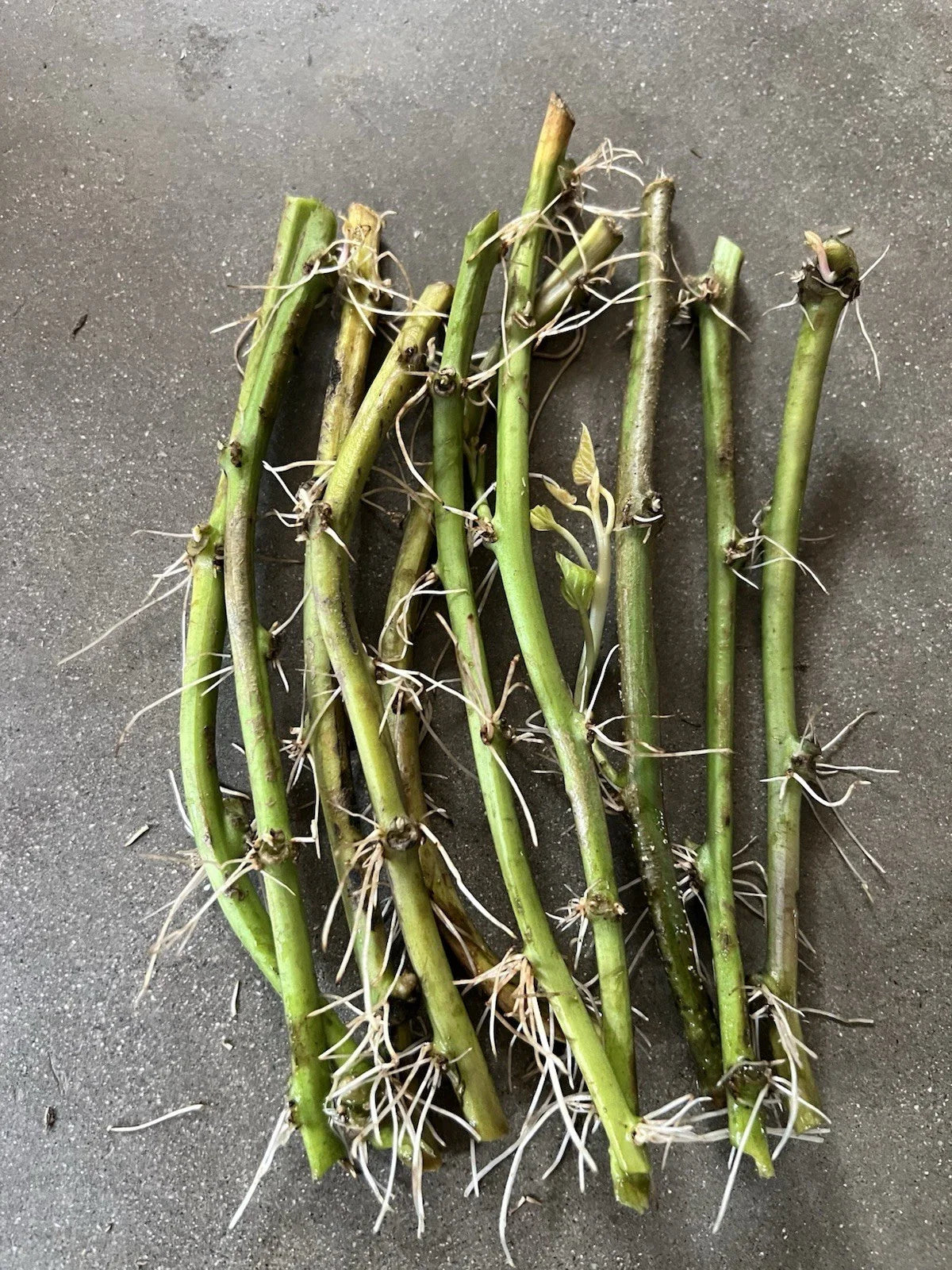 Rooted Sweet Potato Vine Cuttings - 10 Pack - Ipomoea batatas