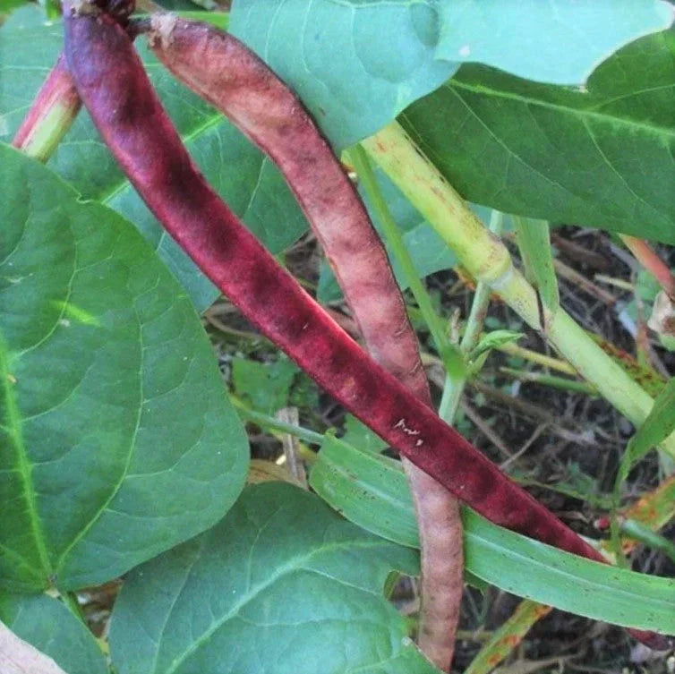 Red Ripper Cowpea Seeds - 100+ Count - Small Mexican Red Beans - Vigna unguiculata