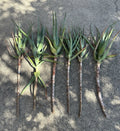 Torch Aloe Cuttings Lot of 6 | Candelabra Aloe | Aloe arborescens | Easy to Grow Succulents