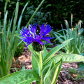 Mountain Blue Cornflower Seeds - 20 Perennial Seeds - Centaurea montana - Cold Hardy Flower Seeds