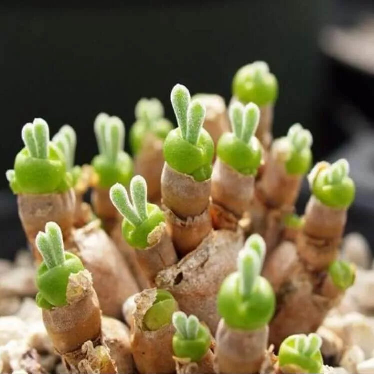 Monilaria Obconica Bunny Seeds, 100pcs Pack, Unique Succulent Seeds for Gardening, Drought-Tolerant Plant