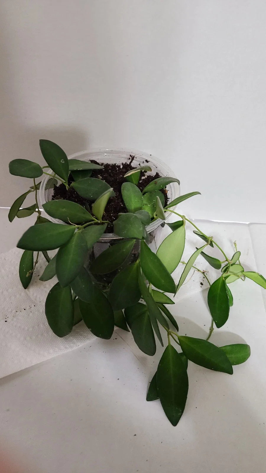 Hoya Plant in 5 Inch Pot, Hoya Sp. aff. Burtoniae, Tropical Houseplant, Easy Care Indoor Plant