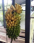 Pisang Ceylon Banana Tree Starter Plant - Small Rooted Musa Acuminata - Tropical Fruit Plant for Home Garden