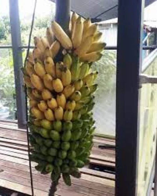 Pisang Ceylon Banana Tree Starter Plant - Small Rooted Musa Acuminata - Tropical Fruit Plant for Home Garden