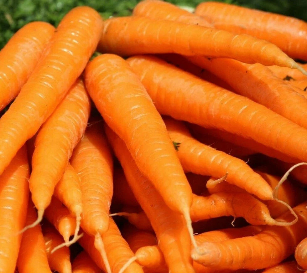 Tendersweet Carrot Seeds 1000+ Non-GMO Spring Vegetable Garden Seeds Daucus carota