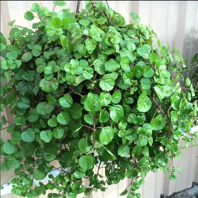 Swedish Ivy Live Plant 4" Pot - Green Plectranthus Houseplant - 2 in 1 Arrangement