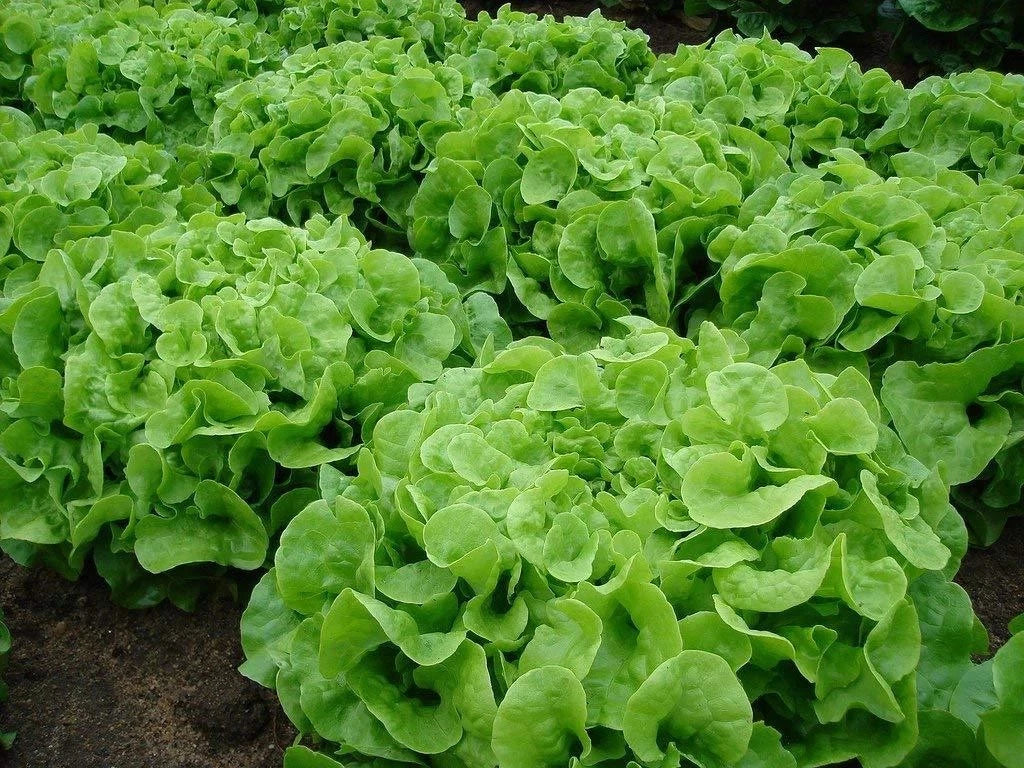 Organic Oakleaf Leaf Lettuce Seeds, Heirloom, Non-GMO, 1000+ Count, Fresh - Ideal for Home Gardening