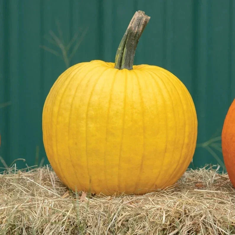 Organic Mellow Yellow Pumpkin Seeds - 10 Count - USA Grown. Perfect for Home Gardening!