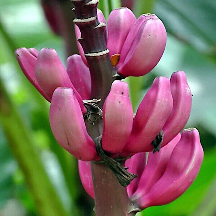 Pink Dwarf Banana Tree Seeds - 100 Count - Fast Hardy Fruit Plant - Musa velutina - Rare for Zone 7b