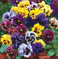 Pansy Seeds Frizzle Sizzle Mix | 50 Flower Seeds | Colorful Annuals | Viola x wittrockiana