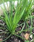Fresh Garlic Chinese Chives Bare Roots Live Plant - Allium tuberosum - 10+ Heirloom Variety
