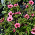 Potentilla Seeds, 25+ Count, 'Miss Willmot' Variety, Hardy Perennial Plant, Ideal for Gardens