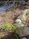 Eulophia Graminea Rhizomes - 2 Pc Ground Mini Orchid - Tropical Plant for Indoor Garden