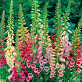 Foxglove Seeds - Excelsior Mix | Non-GMO Flower Seeds | Digitalis purpurea | Garden Seed Store