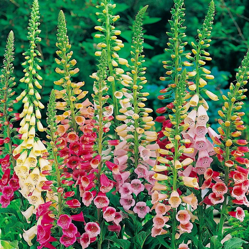 Foxglove Seeds - Excelsior Mix | Non-GMO Flower Seeds | Digitalis purpurea | Garden Seed Store