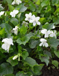 Organic Wild Striped Cream Violet Flower Plant - Bareroot Cream Viola (Viola striata) - Native Perennial Garden Plant