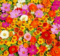 Native Wildflower Seed Mix - 2000+ Seeds - 19 Flowering Annuals - Easy to Grow Cut Flowers - Wildflower Mix