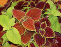 Coleus Seeds Rainbow Mix 500 Non-GMO Annual Perennial Shade Garden Plants (Coleus Blumei)