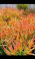 Large 12” Fire Sticks Cactus Cuttings - Euphorbia Tirucalli Succulent Plant