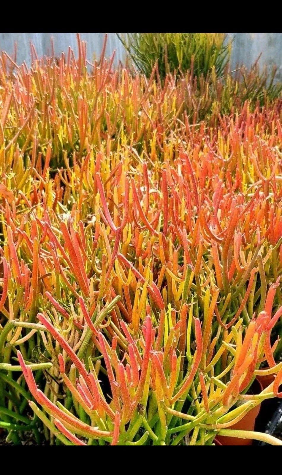 Large 12” Fire Sticks Cactus Cuttings - Euphorbia Tirucalli Succulent Plant