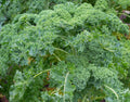 Dwarf Siberian Kale Seeds - Non-GMO Heirloom for Small Gardens, Urban Farming - Brassica napus