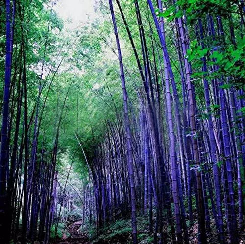 Rare Purple Bamboo Seeds, 50pcs, Lucky Bamboo, Phyllostachys nigra var. henon