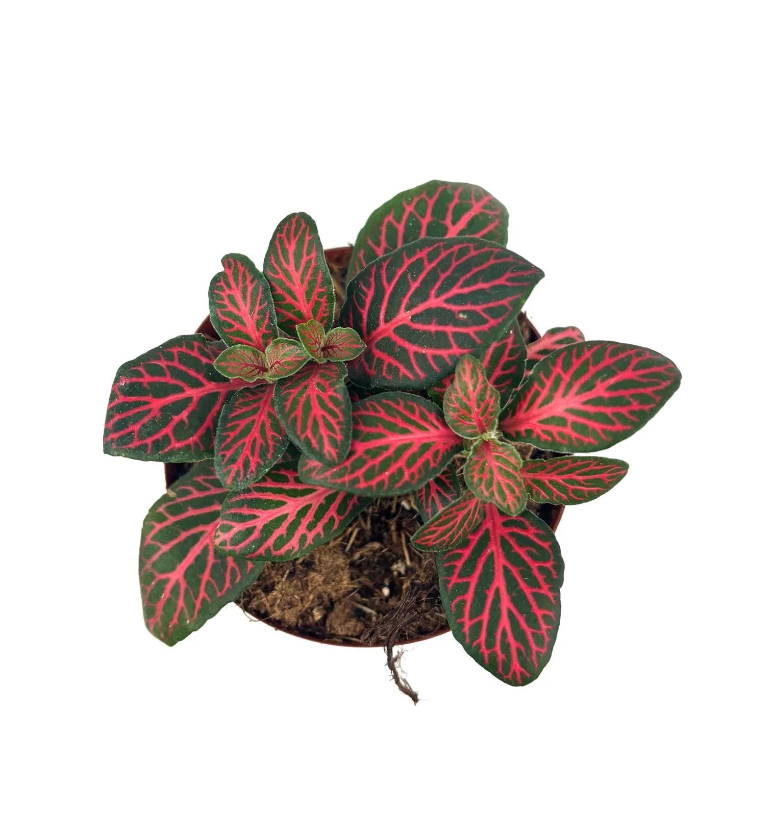 Red Nerve Plant Live Potted House Plant, 2.5" Pot, Fittonia Albivenis, Air Purifying, Red Veined Leaves, Ideal for Terrariums