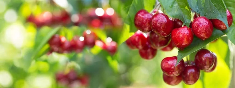 Sweet Cherry Tree Seeds - 20 Pack - Prunus avium - Ideal for Home Gardening, Fruit Trees, and Orchards