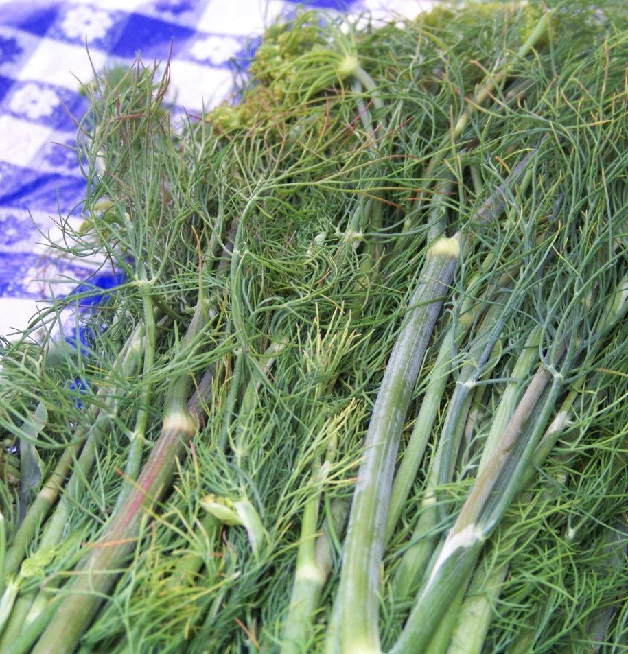 Dill Seeds - 315 Count - Dukat Snip Dill Weed - Anethum graveolens - Fresh Herb for Home Gardening - GroCo USA