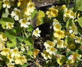 Moonlight Nasturtium Seeds - 50+ Pack - Garden Planting - Tropaeolum majus - USA