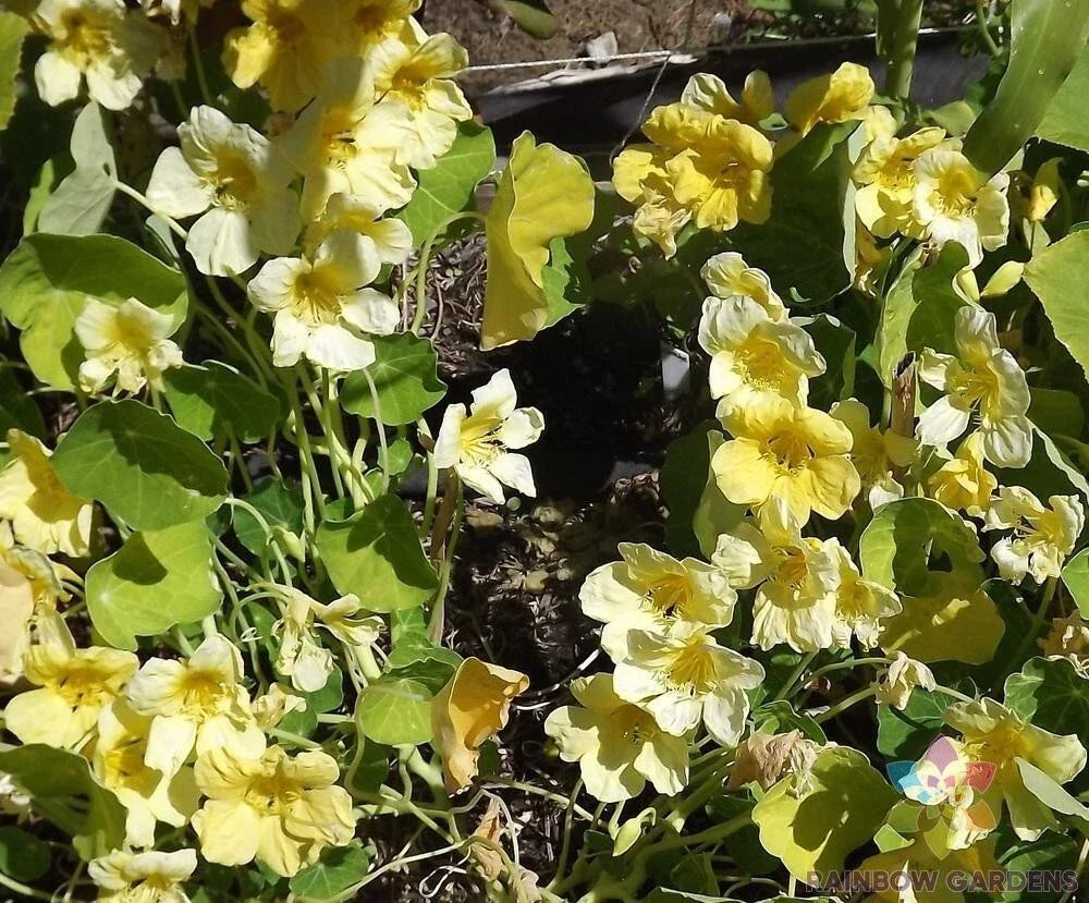 Moonlight Nasturtium Seeds - 50+ Pack - Garden Planting - Tropaeolum majus - USA