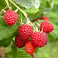 Everbearing Heritage Raspberry Cuttings - 20 Thin Cuttings - Rubus idaeus