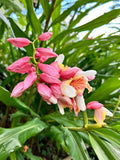 Pink Perfection Shell Ginger Rhizomes - 2 Alpinia hainanensis, Easy to Grow Tropical Plant, Ideal for Partial Shade