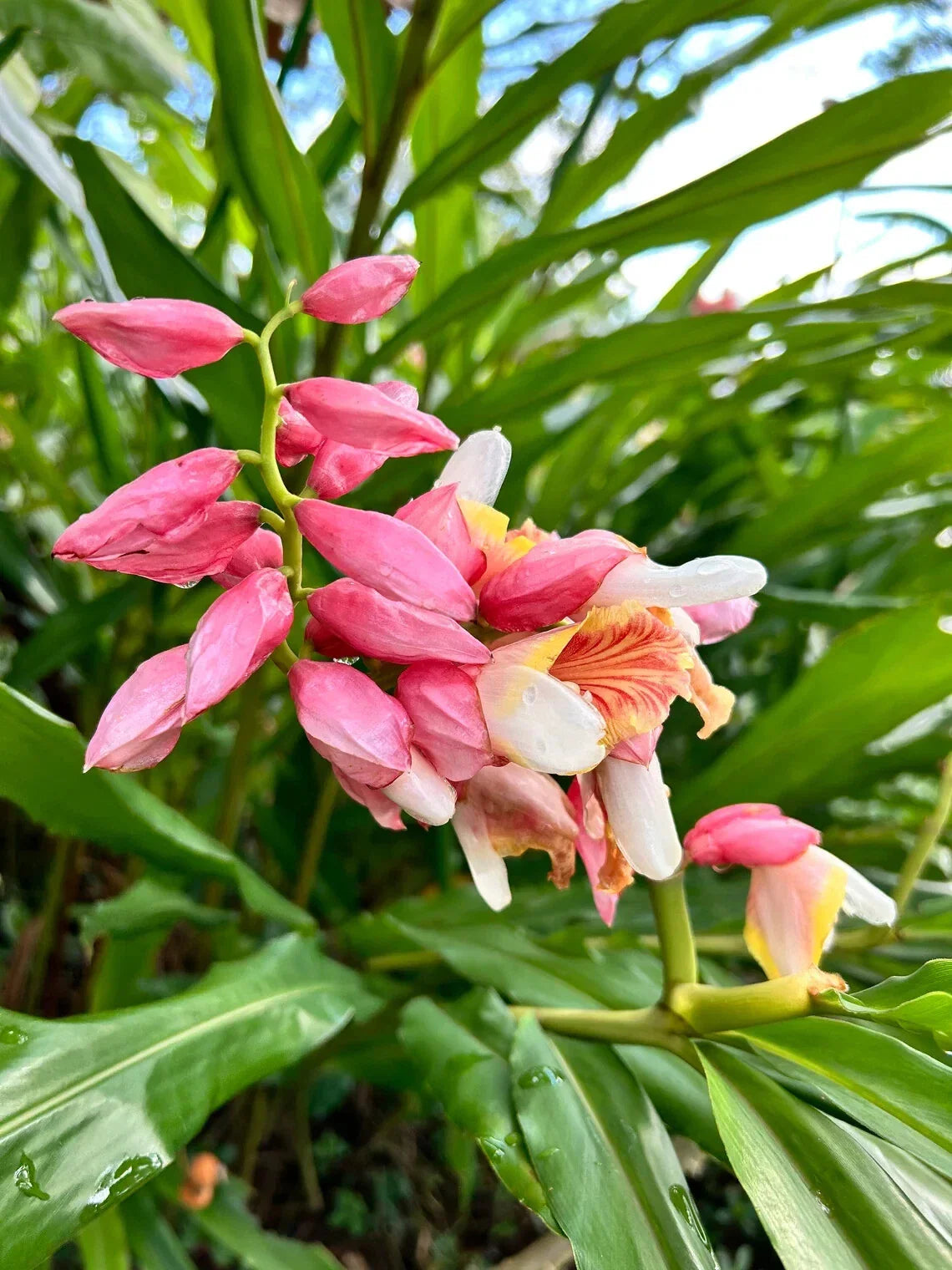 Pink Perfection Shell Ginger Rhizomes - 2 Alpinia hainanensis, Easy to Grow Tropical Plant, Ideal for Partial Shade