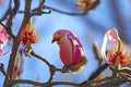 Yulan Magnolia Tree Seeds - 5 Count - Pink Flowering Buds - Magnolia denudata