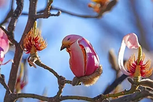 Yulan Magnolia Tree Seeds - 5 Count - Pink Flowering Buds - Magnolia denudata