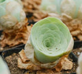 Rare Succulent Seeds - Mountain Rose Variety - 10 Seeds - Ideal for Collectors and Gardeners - Unique Planting Option