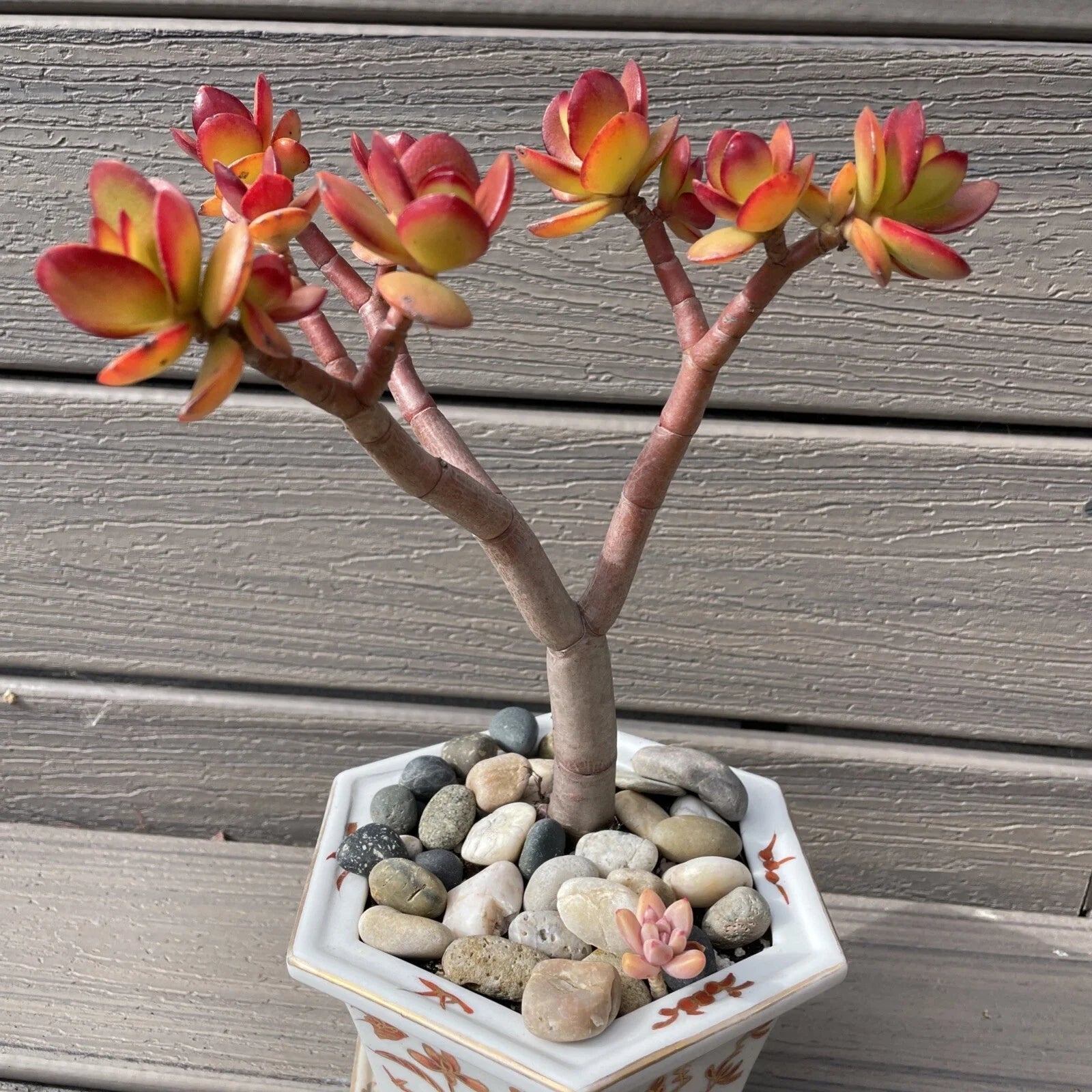 RARE RED AKAI Jade Succulent 8-10” Crassula Ovata Bare Rooted Bonsai Tree