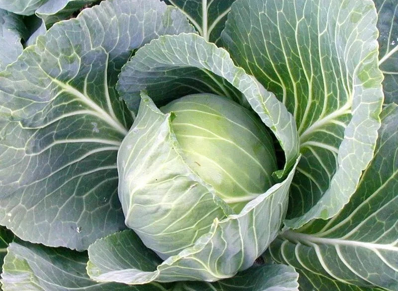 Cabbage Seeds - 1000+ Count - Early Jersey Wakefield - Heirloom - NON-GMO - Fresh Seeds