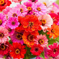 Dahlia Flowered Zinnia Seed Mix - 110 Seeds - Colorful Blend (Zinnia elegans) - USA Seller