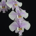Phalaenopsis Orchid Plant - Near Bloom Size, Fragrant Mottled Leaf - Phalaenopsis schilleriana