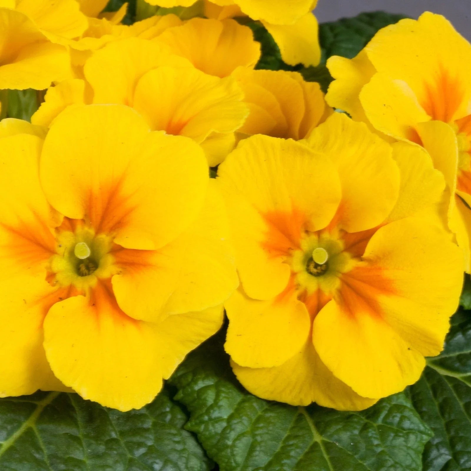 Primula Danova Seeds - 500 Count - Golden Yellow - Primula danova - Non-California Shipping
